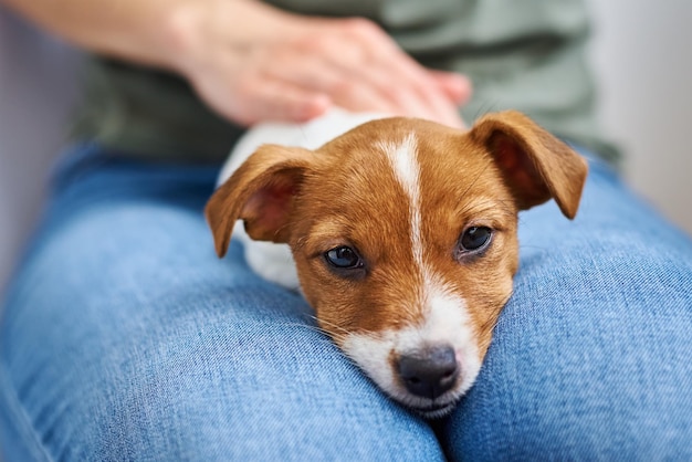 Foto mulher brincando com seu cachorrinho de jack russel terrier