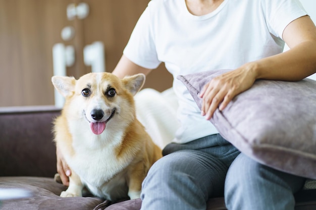 Mulher brincando com seu cachorro em casa adorável corgi no sofá na sala de estar