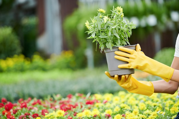 Mulher caçando plantas