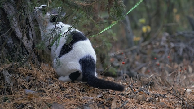 Mulher caminha com seu gato fofo na coleira na floresta em um gramado verde. Clínica de cuidado de animais domésticos. Um gato em um parque da cidade. Gato domesticado se escondendo, caçando e brincando na grama. Gato doméstico na natureza ao ar livre.