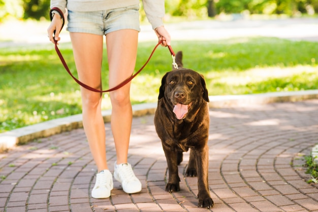 Foto mulher caminhando, com, dela, cão, em, jardim