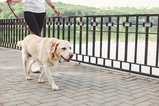 Mulher caminhando labrador retriever na guia em um cachorro-parque treinando um adorável bichinho de estimação