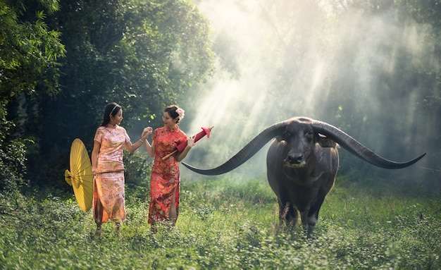 Mulher chinesa vestido cheongsam tradicional com búfalo