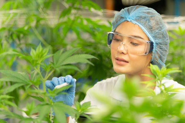 Mulher cientista em uma fazenda de cannabis com uma planta de cannabis com belas folhas cultivadas