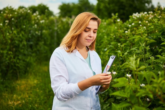 Mulher cientista que trabalha no jardim de frutas Inspetor biólogo examina arbustos de amora