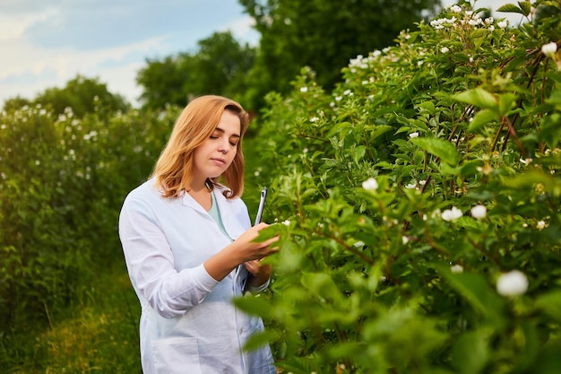 Mulher cientista que trabalha no jardim de frutas inspetor biólogo examina arbustos de amora