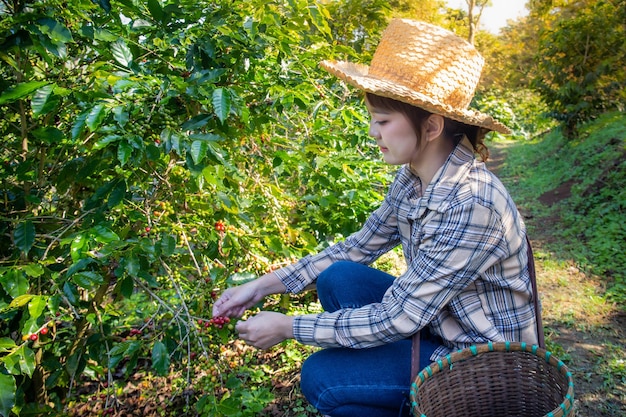 Mulher coleta café fresco de uma árvore em uma plantação de cestas em doi chang chiang rai, tailândia