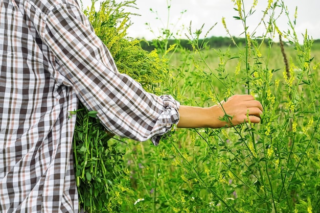 mulher coleta trevo doce de planta medicinal no campo para chá medicinal