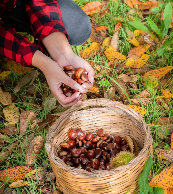 mulher coletando uma cesta de castanhas na floresta, castanhas da Sardenha, aritzo