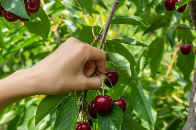 Mulher colhendo cereja. Cultivo de frutas em um pomar. Frutos de cereja pendurados em galhos de árvores.