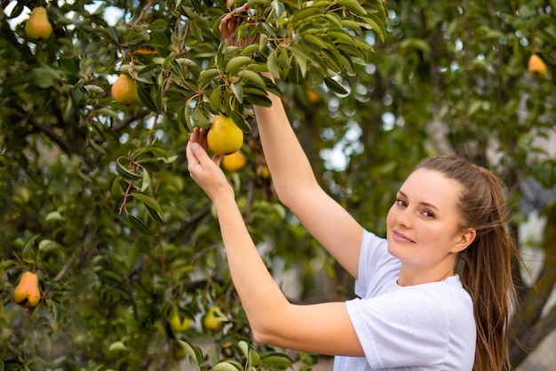 mulher colhendo frutas frescas na fazenda ecológica Colheita de outono Apoie seu agricultor orgânico local