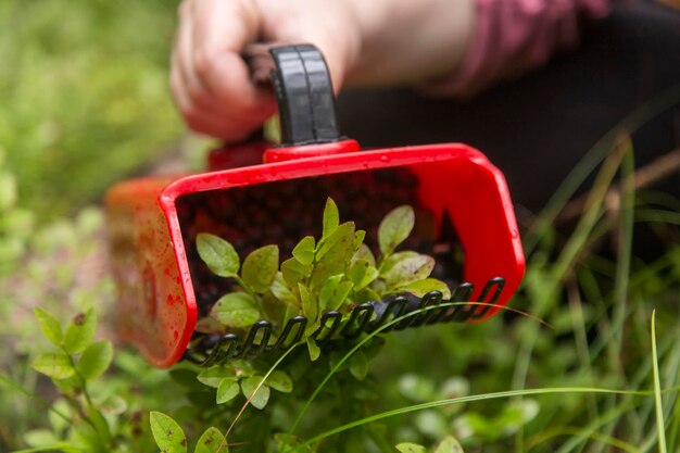 Foto mulher colhendo mirtilos berry picker comida saudável estilo de vida saudável