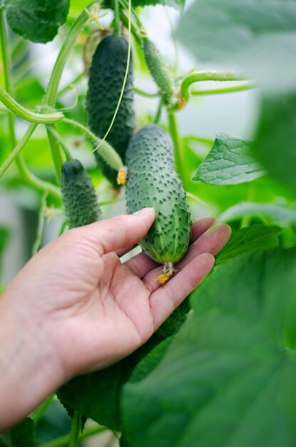 Mulher colhendo pepinos em uma estufa