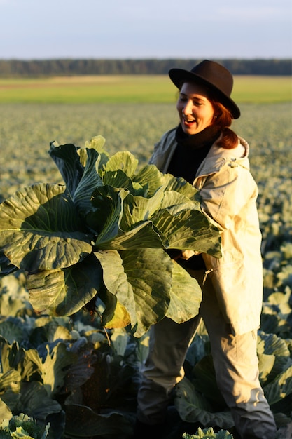 Mulher colhendo repolho vegetal no campo. Agricultora trabalhando na fazenda orgânica. Colheita na temporada de outono.