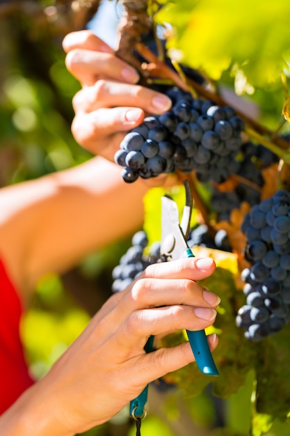 Mulher colhendo uvas com cisalhamento