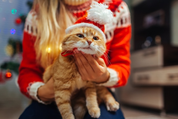 Mulher coloca o chapéu de Papai Noel no gato ruivo pela árvore de Natal
