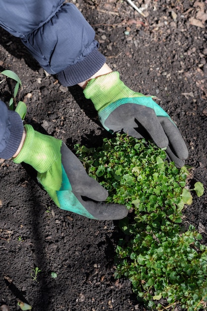 Mulher com as mãos em luvas, segurando uma planta verde que cresce no jardim Dia Mundial do Meio Ambiente conceito em dia de sol