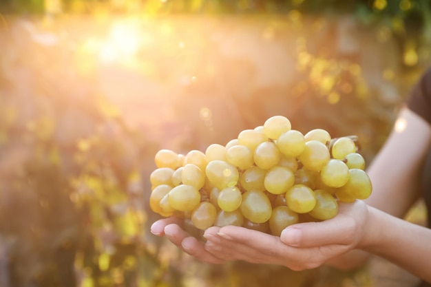 Mulher com cacho de uvas em vinhedo closeup