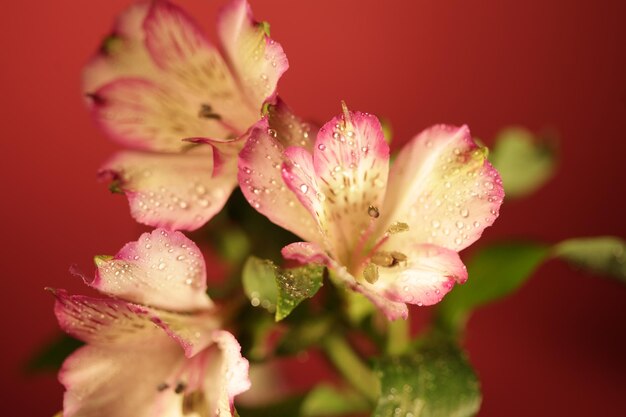 Mulher com flor de orquídea sobre fundo rosa