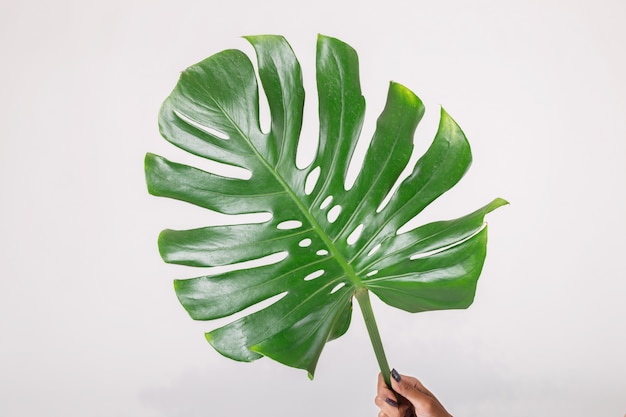 Mulher com folha verde. Isolado em um fundo branco.