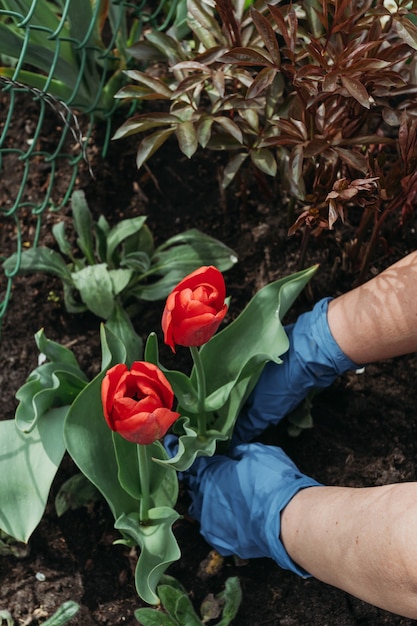 Mulher com luvas azuis plantando flores no jardim