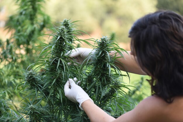 Mulher com luvas cuida da colheita de CBD para extração de óleo.