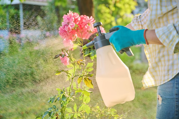 Mulher com pulverizador de mão pulverizando arbustos de rosas protegendo plantas de pragas de insetos e doenças fúngicas