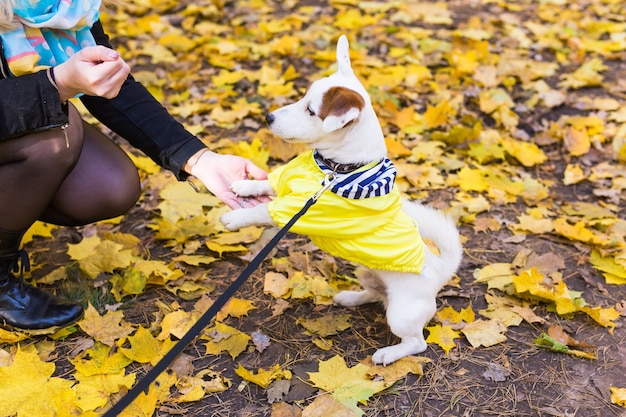 Mulher com um dog jack russell terrier no outono park