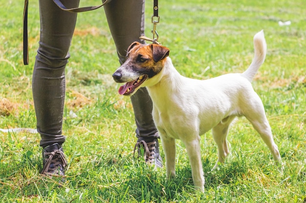 Mulher com um fox terrier na coleira durante um passeio na natureza