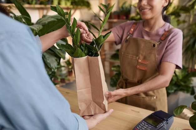 Mulher comprando uma planta de casa na loja