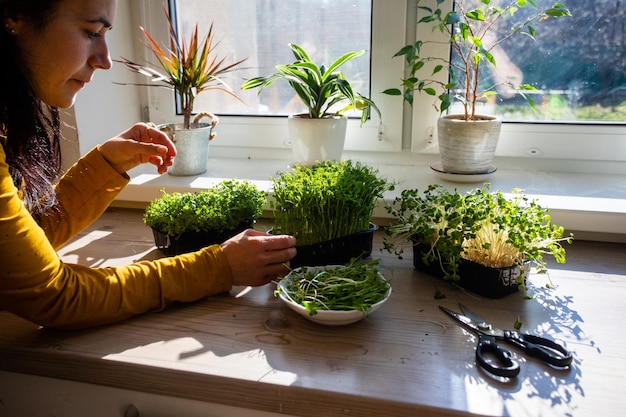 Mulher cortando microgreens na cozinha pela manhã