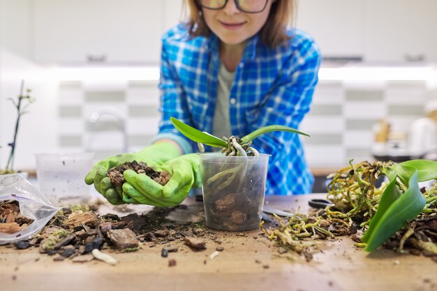 Mulher cuidando da planta orquídea Phalaenopsis, cortando raízes, mudando o solo