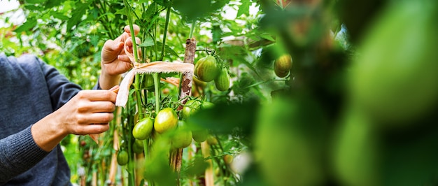 Mulher cuidando do cultivo de frutas de tomate em uma estufa