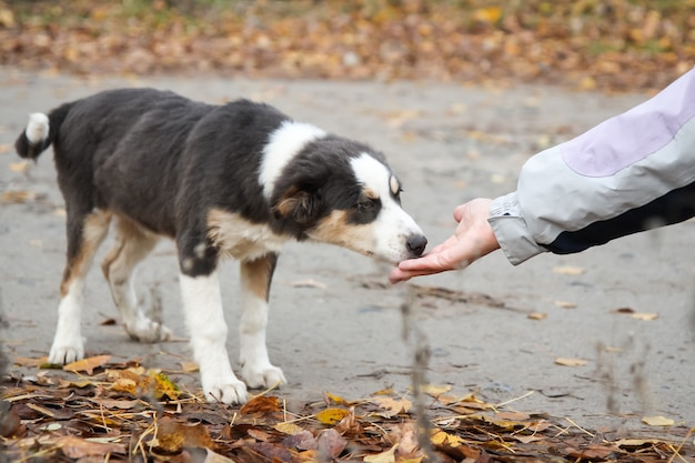 Mulher dá comida para cães sem-teto. mão de uma mulher alimentando o cachorrinho no parque.