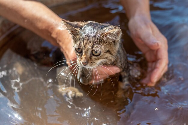 Mulher dando banho em um gatinho fofo, cuidando de animais