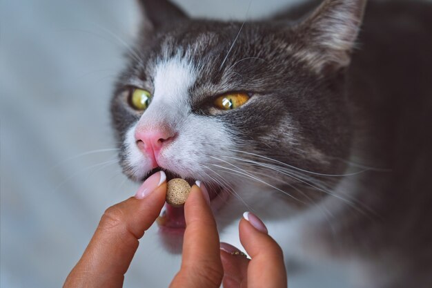 Mulher dando uma pílula para gato doméstico doente