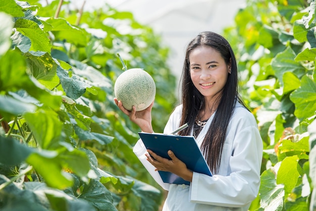 Mulher de cientista verificar qualidade de melão em estufa