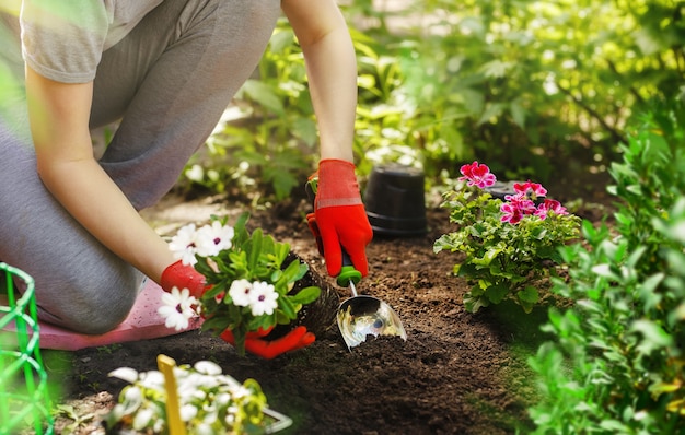 Mulher de jardineiro plantando flores no jardim de verão na manhã.