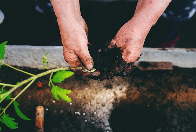 Mulher de meia idade plantando mudas de tomate em uma estufa