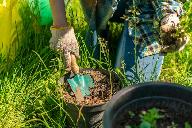 Mulher de meia-idade trabalhando com vaso de solo com brotos plantados nas casas do quintal