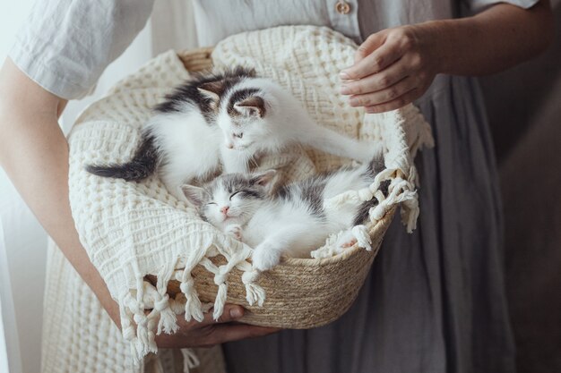 Mulher de vestido rústico, segurando a cesta com gatinhos fofos. Adoráveis gatinhos cinzentos e brancos cochilando no cobertor na cesta. Conceito de adoção. Doce momento atmosférico adorável