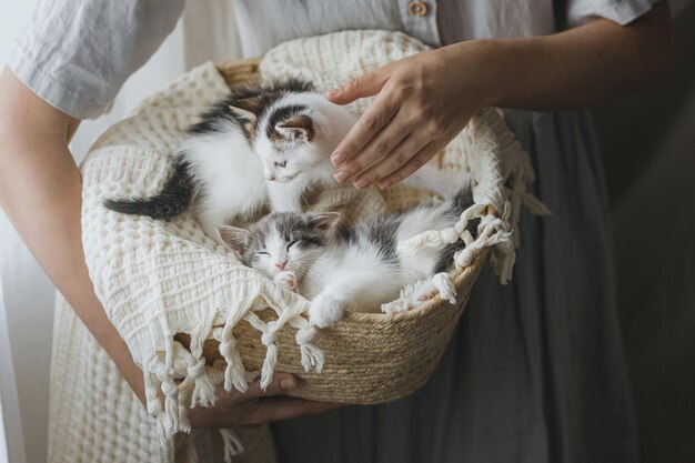 Mulher de vestido rústico segurando cesta com gatinhos fofos Gatinhos adoráveis na cesta Adoção