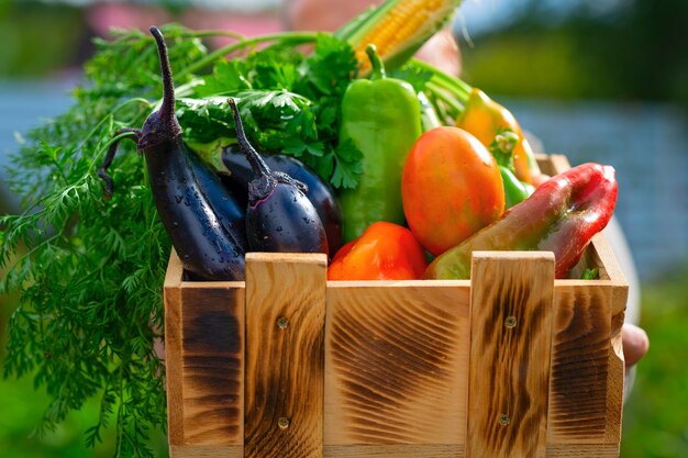 Mulher demonstrando caixa de madeira com vários vegetais Conceito de colheita de vegetais