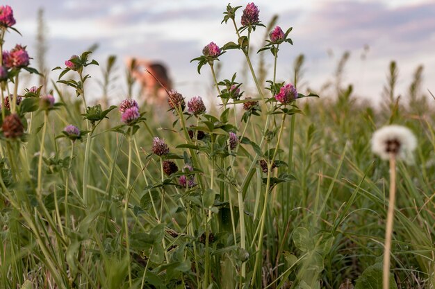 Mulher desfocada sentada dentro do campo de verão com grama verde e flores diferentes conceito de descanso.