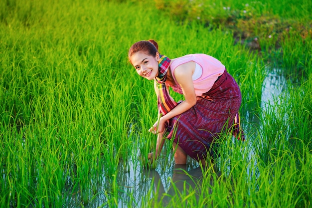 mulher do fazendeiro trabalhando no campo de arroz