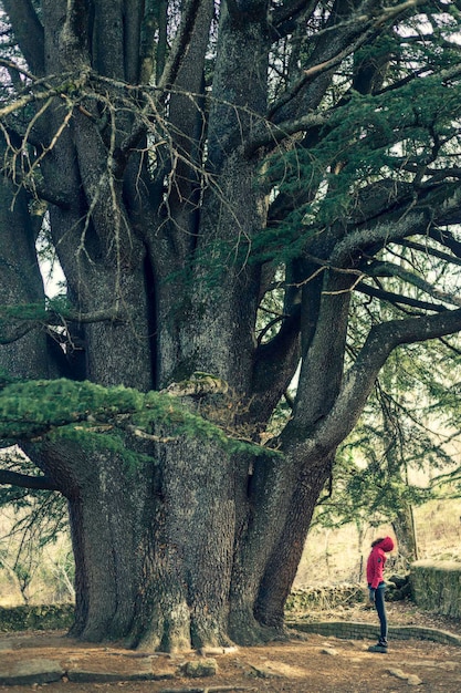 Mulher e homem curtindo a natureza com uma árvore centenária. Grande cedro do Líbano, localizado na cidade de Bejar, Salamanca.