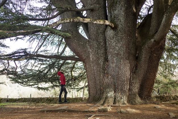 Mulher e homem curtindo a natureza com uma árvore centenária. Grande cedro do Líbano, localizado na cidade de Bejar, Salamanca.