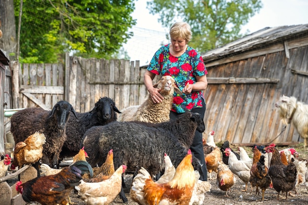 Mulher em sua fazenda de ovelhas, animais