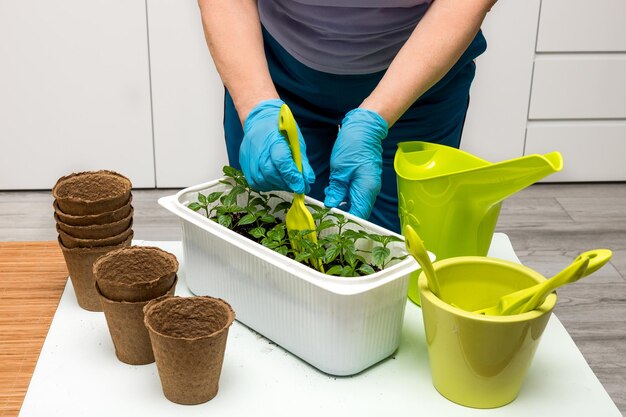 Mulher em uma mesa com um regador transplanta mudas de pimentão para vasos de turfa