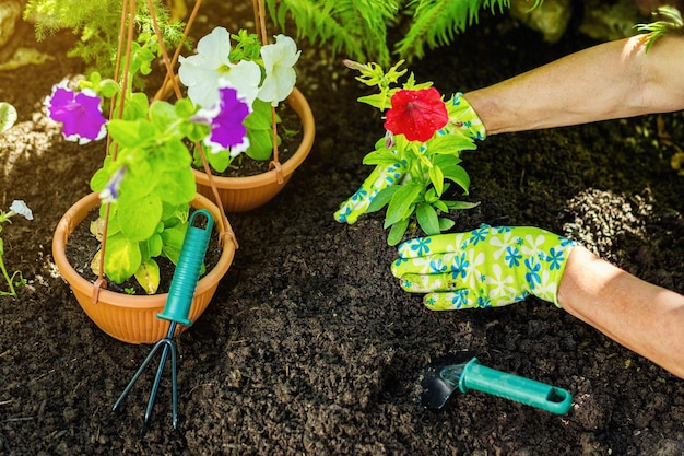 Mulher entrega florista trabalhando em estufa com ferramentas de jardinagem